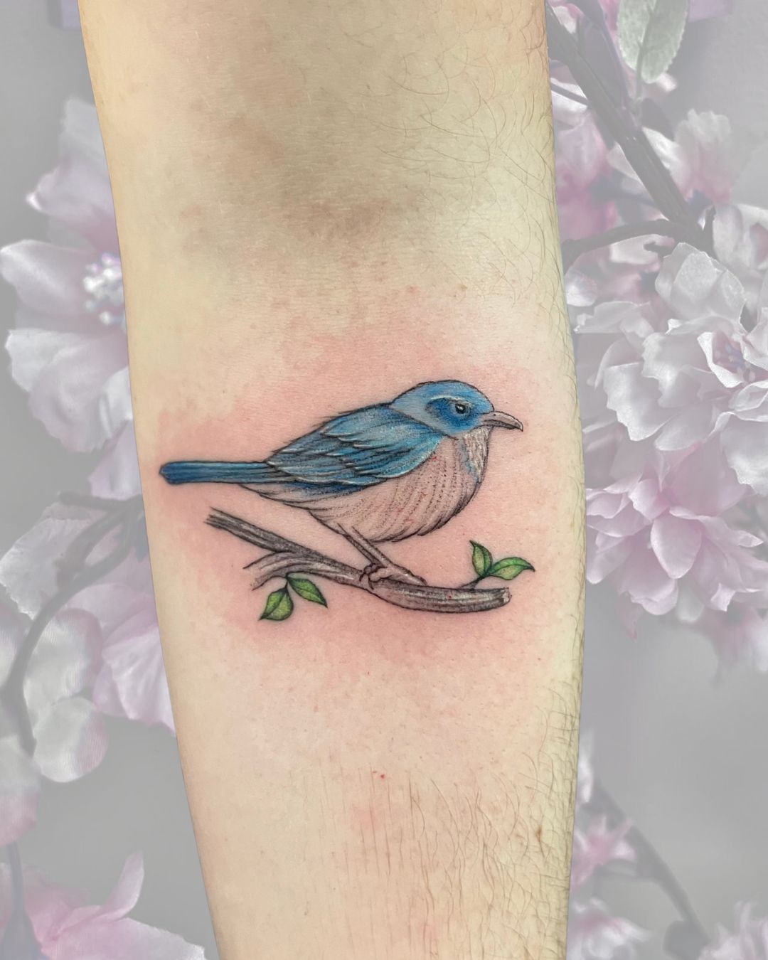 Fine line color bluebird perched on a branch