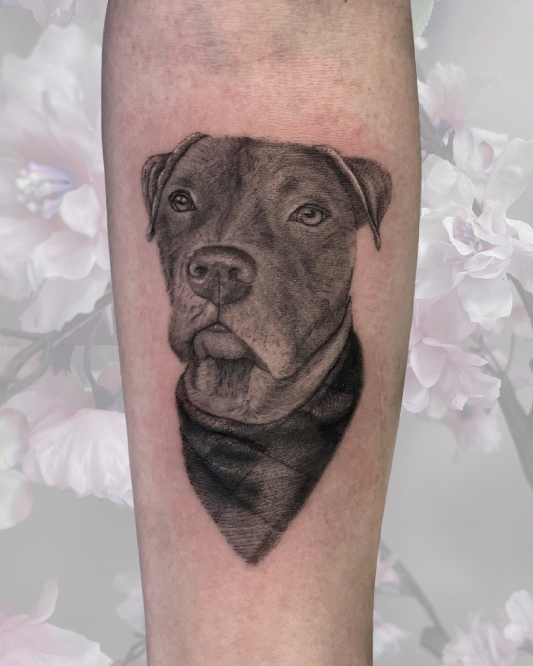 Realistic black and grey pit bull portrait